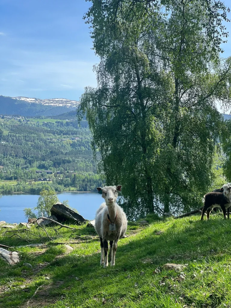 viflow-experience-img-14