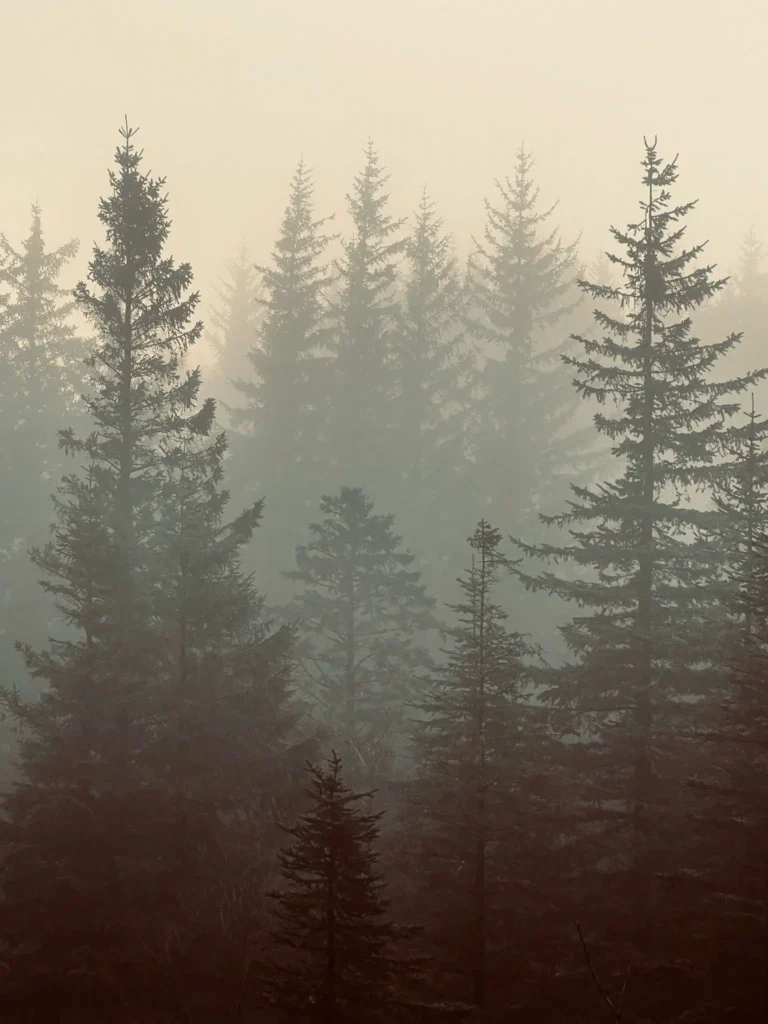 viflow-experience-img-52